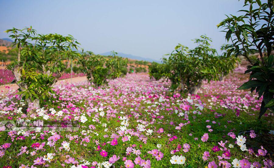 百色:格桑花连片盛开引游客观赏(组图)