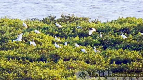 [滨海明珠]金海湾红树林促良好生态 构筑生物乐园