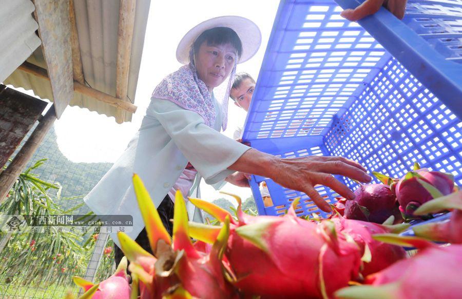 融安:山区农民种植火龙果助脱贫(组图)_媒体推