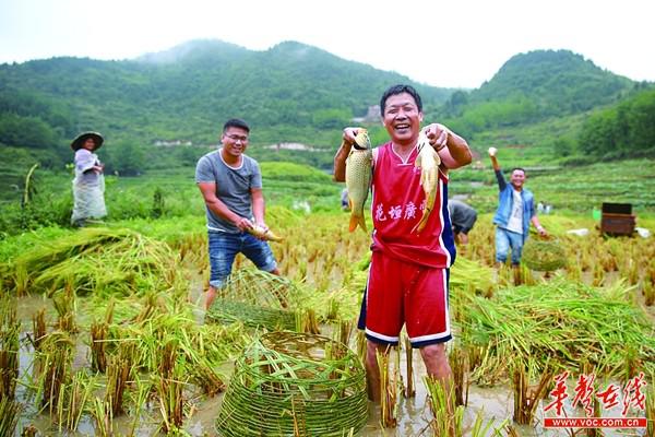 湖南三农工作成就:粮食总产量跨上300亿公斤