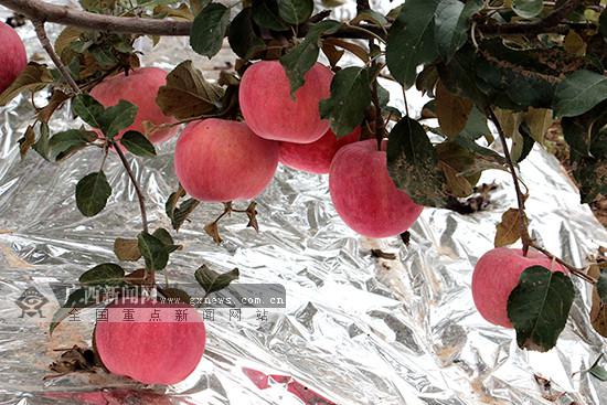 庆阳苹果尝鲜一口一个赞 铁杆庄稼 年产值40亿
