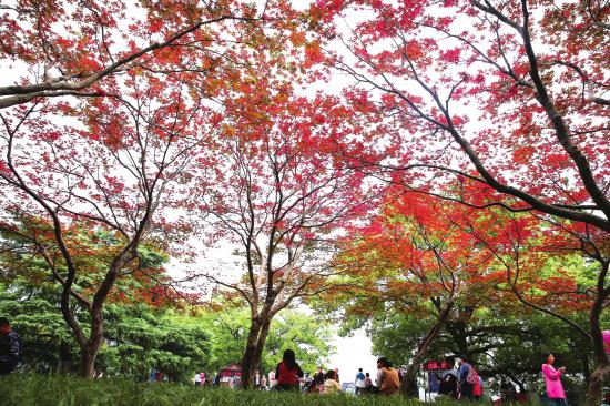 "霜降"节气到来长沙烈士公园的枫叶红了 这些赏枫地话