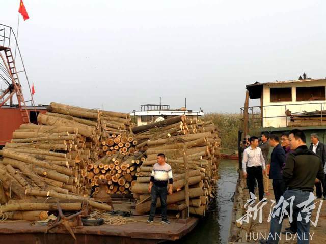 西洞庭湖清理5万余亩欧美黑杨 提前40余天完成