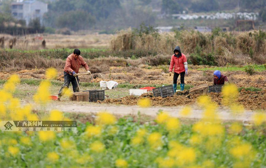 农民在田间劳作.广西新闻网通讯员 谭凯兴 摄