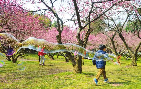 昨日湘南最高温达29℃ 回暖天气催开早樱缤纷