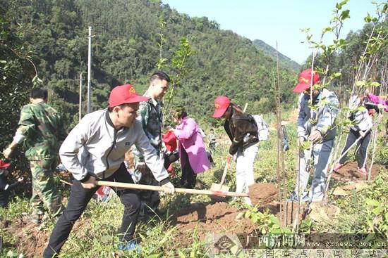 宁明县青年志愿者参加义务植树活动 种300株树