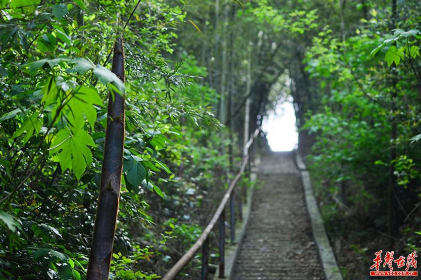 春笋园鲈鱼激素"首届节"本月启幕v春笋黄金有街道吗图片