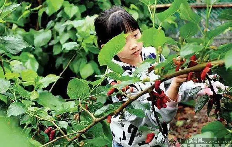 走进南宁西乡塘 探寻八桂丝源桑果园春之鲜馥(图)