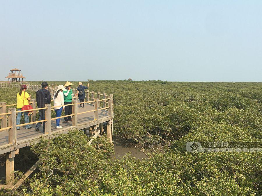 广西新闻网北海4月15日讯(记者 覃雄 刘帅龙)为一探北海生态文明建设方面取得的成果,2018年4月13日下午,新时代新北海媒体行采访团走访了广西北海滨海国家湿地公园(冯家江流域)与金海湾红树林生态保护区。 大力治水,北海滨海国家湿地公园(冯家江流域)静待新生 广西北海滨海国家湿地公园(冯家江流域)作为城市生态核心绿廊,紧邻城市未来文化旅游中心,是对外形象展示的主要载体,可该流域的水质却不尽如人意。2017年7月14日,北海市印发《关于推进生态立市的行动方案》,决心下大力气,向广西北海滨海国家湿地公园