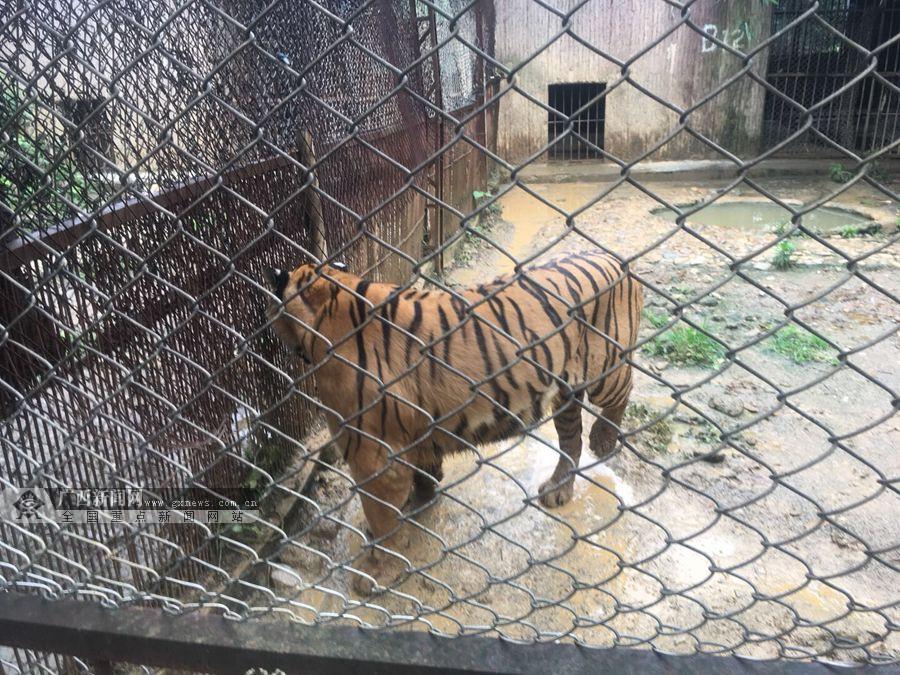 桂林一山庄发生老虎伤人事件续:山庄已有计划