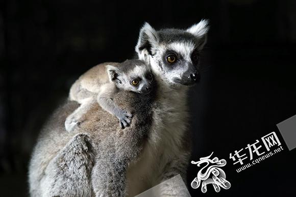 今天母亲节,让我们一起来看一组温馨可爱的动物母子照片。这是重庆乐和乐都的摄影师经过长时间蹲守拍摄的,每一张照片中动物母子间的亲密与温情,都温暖人心,不禁让人感叹:舐犊情深,母爱伟大!看到这些照片,你有没有被感动呢?