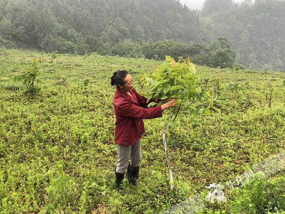 村民杨国香正在核桃基地整理核桃树,介绍情况 记者 冯司宇 摄