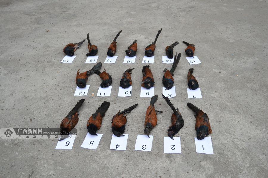 子非法猎捕收售19只国家二级保护动物毛鸡被