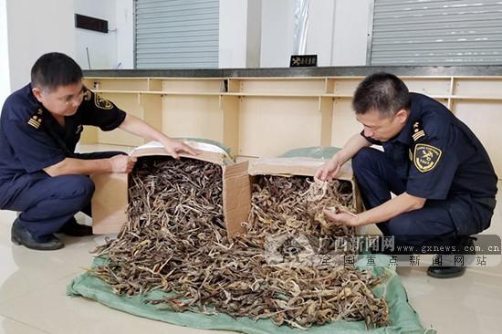 凭祥海关查获国家二级保护动物制品海马干约7750只。广西新闻网通讯员 关宁 摄 根据《中华人民共和国禁止携带、邮寄进境的动植物及其产品名录》规定,海马干为水生动物产品,属于禁止携带进境物品,且属于《濒危野生动植物种国际贸易公约(CITES)》所列濒危物种,我国法律规定携带濒危野生动植物及其制品进出境,必须持有国家有关部门出具的批准文件并主动向海关申报。当事人无法提供合法有效的进口手续,涉嫌走私违规。