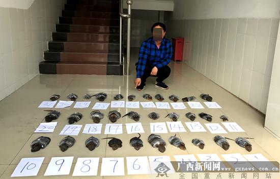 广西东兴边检站查获31只一级保护动物平胸龟