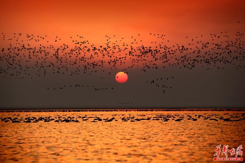 鄱阳旅游推广周即将走进长沙 一湖同赏水,鸟,草,鱼