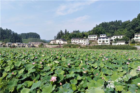 现代农业与民俗经济林立其间的重庆市南川区大观镇中江村.