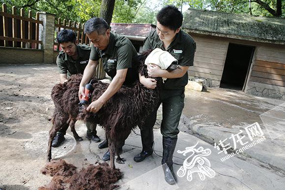 羊驼脱下棉袄 大熊猫住进空调房 洗冷水澡喽!每天大熊猫们最期待的莫过于这一刻啦。从全天开放的空调房里出来,熊猫宝贝正在工作人员的帮助下享受泡凉水澡的惬意。 此外,每只熊猫还能享受空调,还有专门的工作人员进行监护。动物园工作人员介绍,在炎热天气,如果不及时做好解暑措施,熊猫就会出现呼吸频率升高、喘气剧烈、活动量减少等情况。给它们使用冰块解暑的同时,还要辅以西瓜、苹果、鸭梨等水果调节饮食,就像照顾自己的孩子一样。