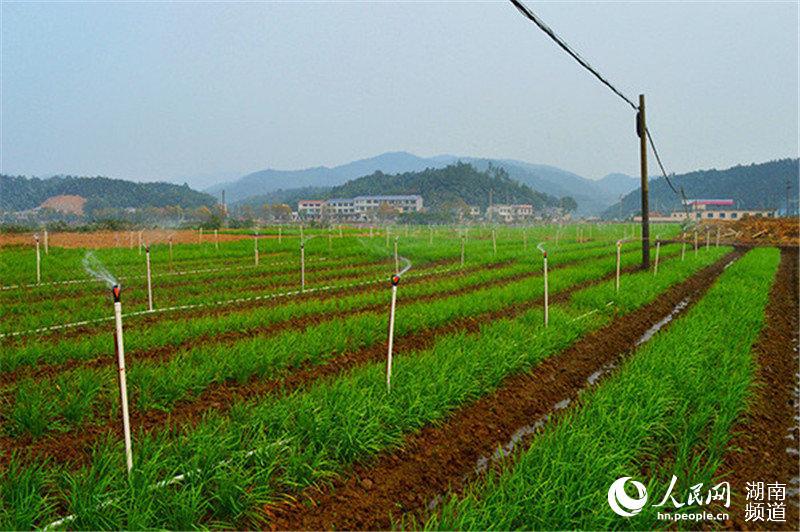 【镇起风云】长沙市雨敞坪镇:乡村振兴有蓝图