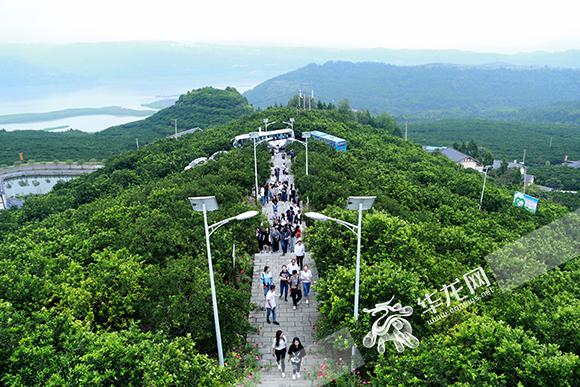 记者们详细了解了忠县柑橘产业的发展,以及乡村旅游发展的新思路。记者 谢鹏 摄 华龙网9月13日15时讯(记者 李华侨)半城山水满城橘。今(13)日,发现重庆之美2018全国重点网络媒体记者重庆行的嘉宾们走进三峡橘海,了解忠县柑橘产业发展,以及乡村旅游发展新思路。 三峡橘海位于重庆市忠县东部,坐落在长江之畔,为一个大型孤岛。成片的橘树随着群山绵延不绝,将整个山村装点成一片浩瀚的绿色海洋。