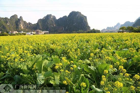 五彩田园200亩油菜花海美如画