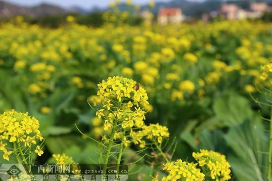 五彩田园200亩油菜花海美如画