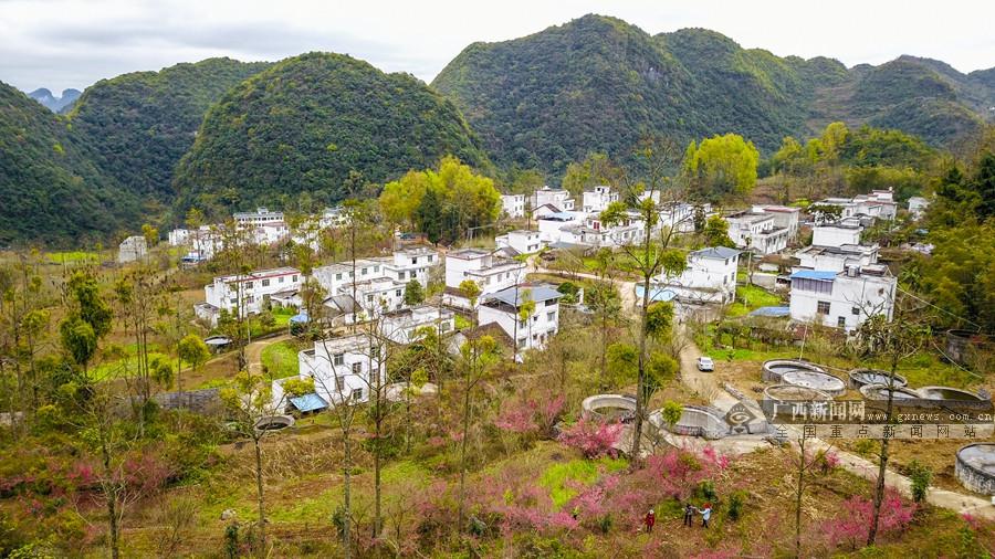 凌云:川木瓜花开 扮靓山村(组图)