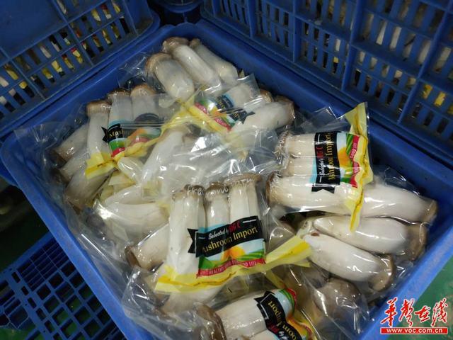 【开放崛起新征程】永州：长在瓶子里的杏鲍菇，漂洋过海来见你