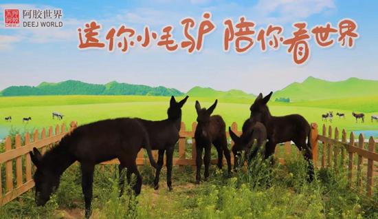 资讯丨五一别样的阿胶世界送你纯正血统乌头小毛驴