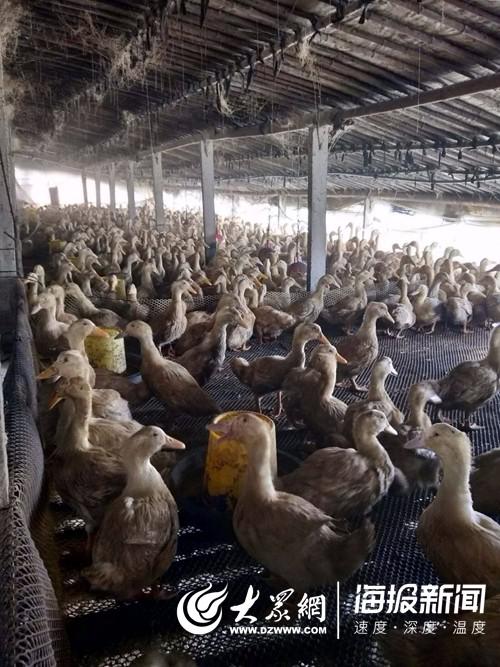 菏泽一养殖户8000只鸭无销路,紧急寻找大型屠宰