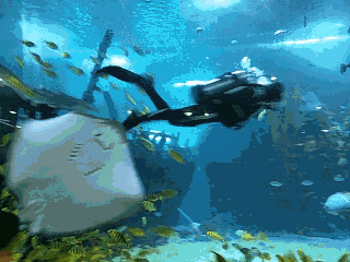 海底鱼群聚如云霞,散若飞鸟穿梭于斑斓的珊瑚礁石间如同五彩的缎带