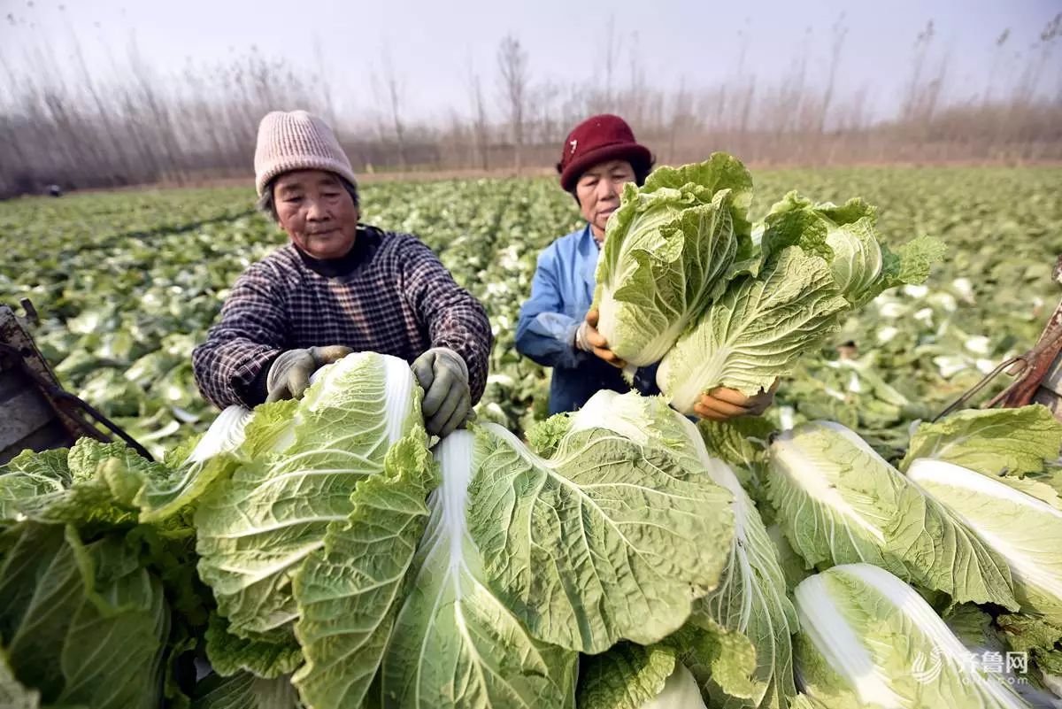 急!临沂马头镇2000多亩白菜大丰收,两毛一斤无人问!欢迎来买!