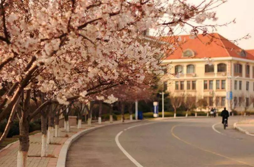 中国海洋大学的樱花