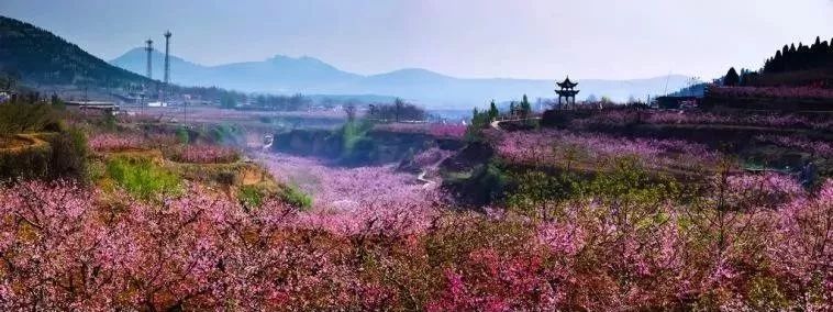 肥城桃花节