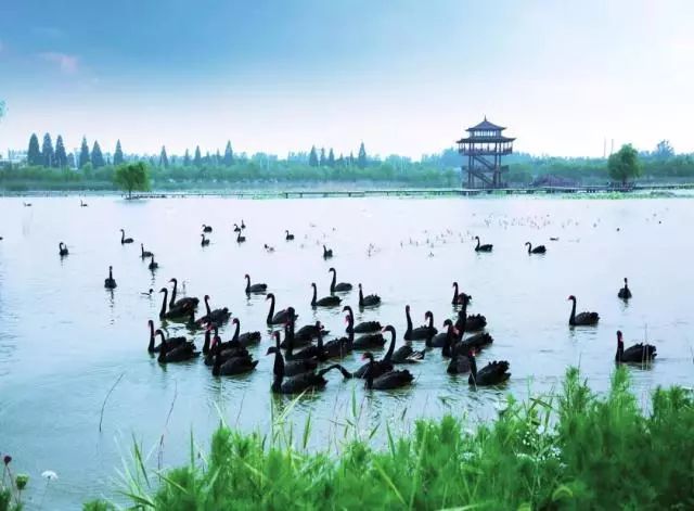 双龙湖湿地