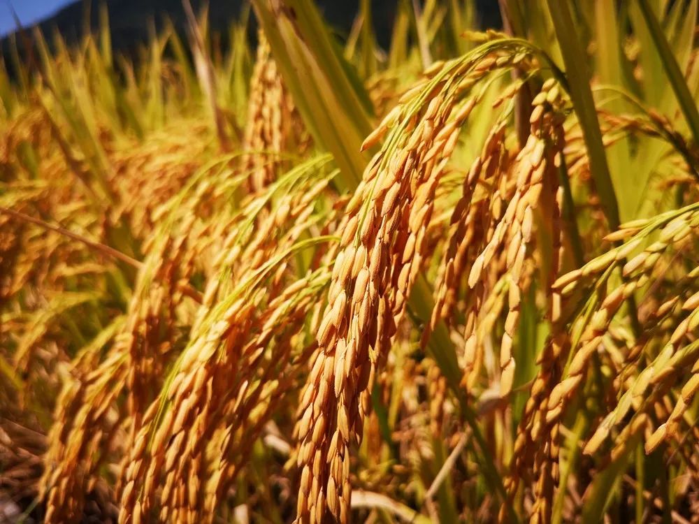 9月5日,安徽黟县柯村的稻子成熟了,黄灿灿的稻穗压弯了穗苗.