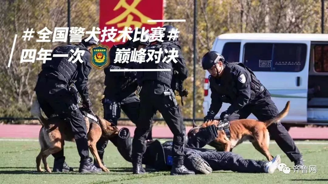今天被一只贴着创可贴的狗帅到,表情包都出了