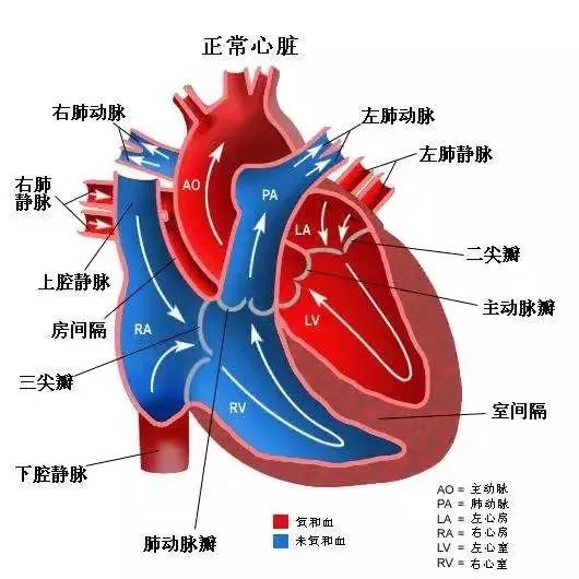 atresia with intact ventricular septum,paivs)是指主肺动脉,肺