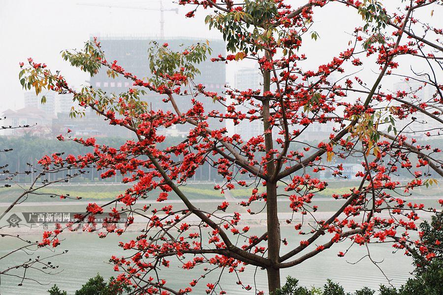 高清圖集:南寧街頭木棉花盛放