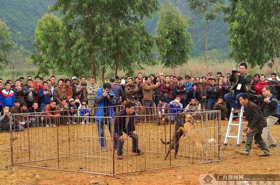 广西大新:民族体育展现"壮美"文化