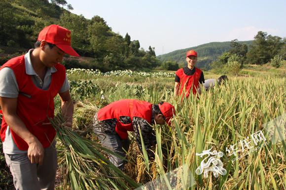 媒体推荐奉节县扶贫志愿者田长军牵头成立水果种植专业合作社,以"