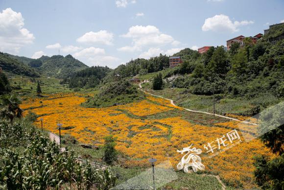 綦江区石壕镇万隆村,大片花卉盛开.记者 石涛 摄