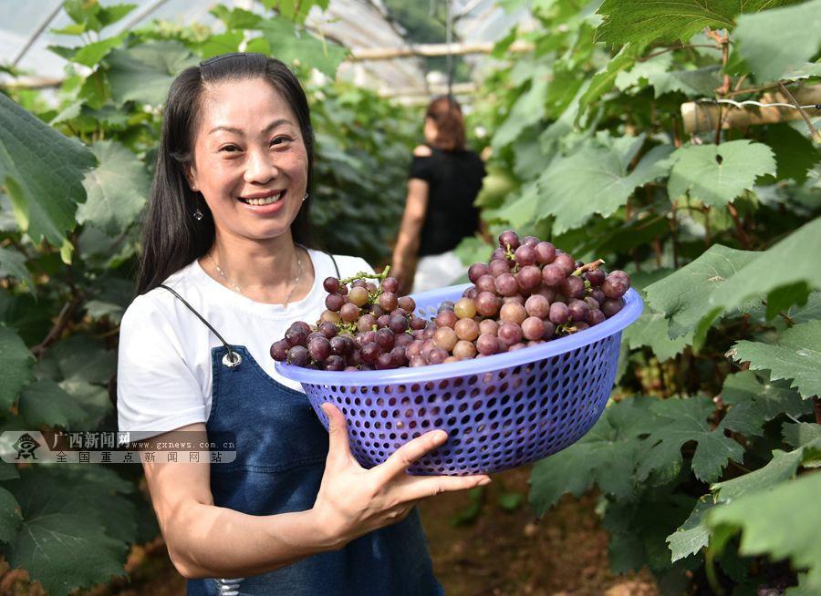 罗城:名特优水果飘香 游客感受采摘乐趣(图)_媒体推荐_新闻_齐鲁网