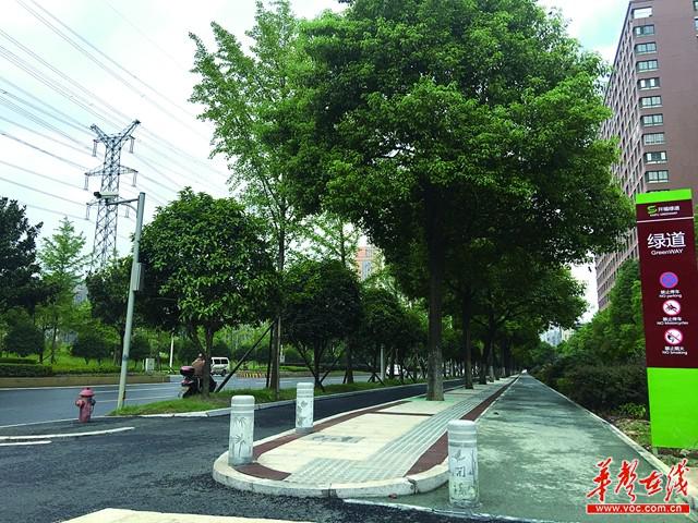 福元西路下周将启动绿化带改造 香樟路将"变身"双林荫大道