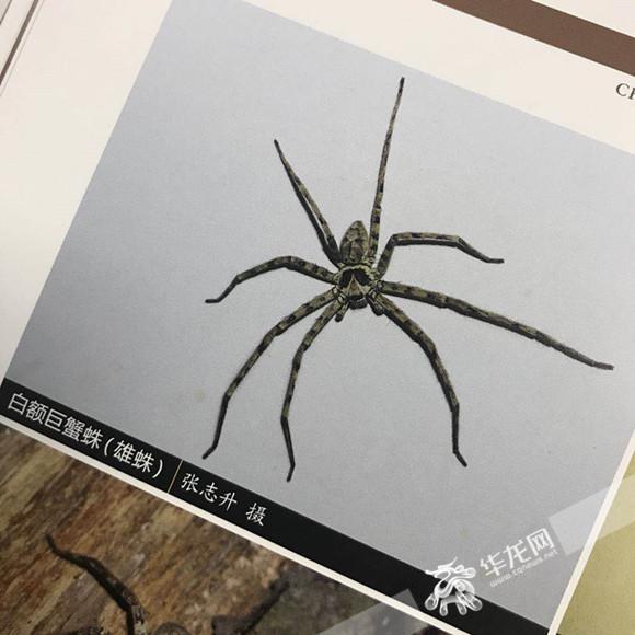书中关于白额巨蟹蛛的介绍. 首席记者 黄军 摄