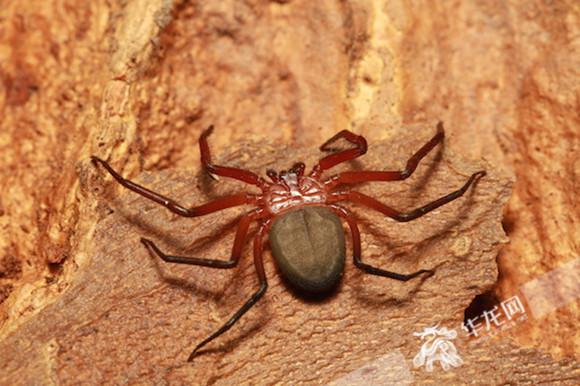 蜘蛛吓人又有害?你误会了!重庆科学家为它正名