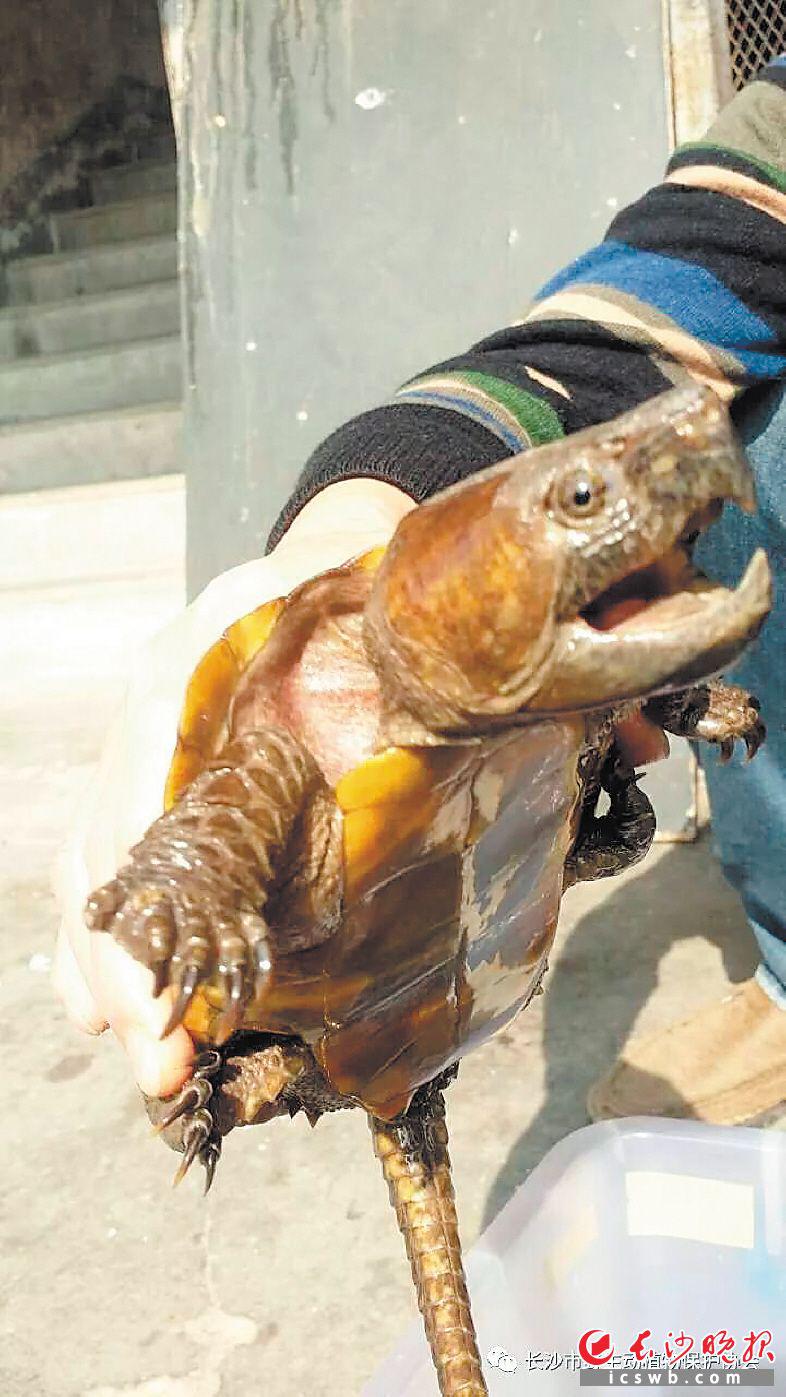 长沙市民认错国家一级保护动物鹰嘴龟 险些炖了汤