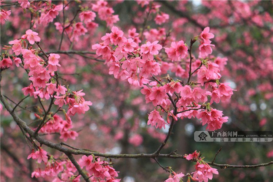 寒风中樱花盛放,娇艳欲滴.广西新闻网实习生 黄微摄