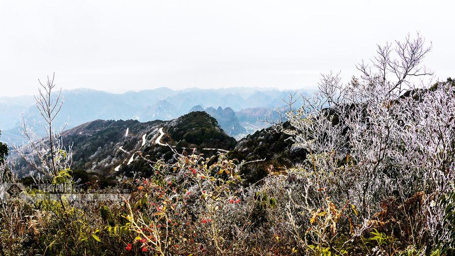 庆侃 李耀斌 李春笋)1月28日,百色市田林县岑王老山一带高山飘起雨雪