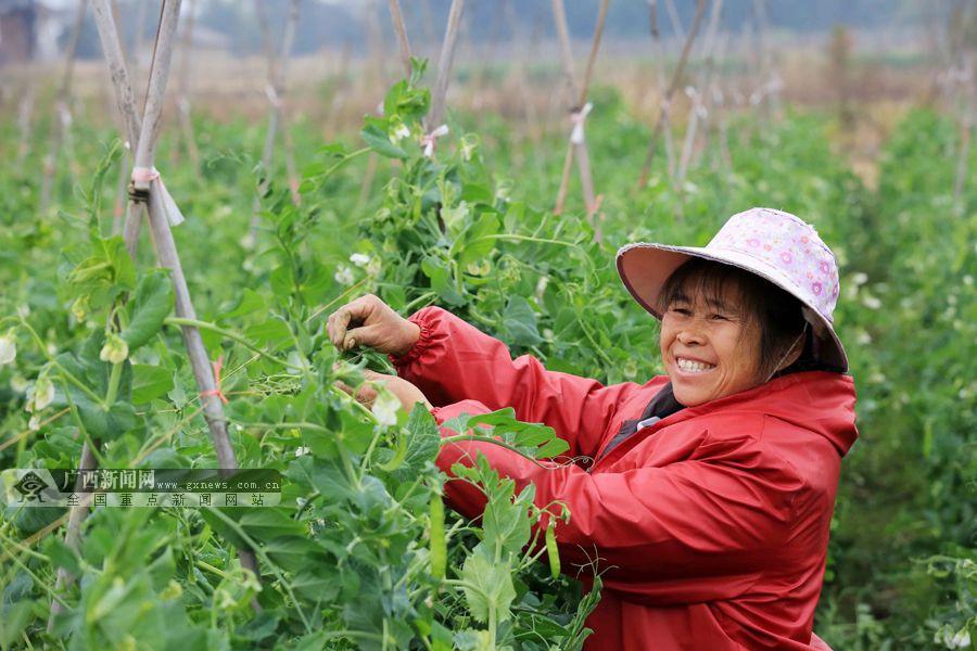 融安农民田间采收蔬菜供京沪组图